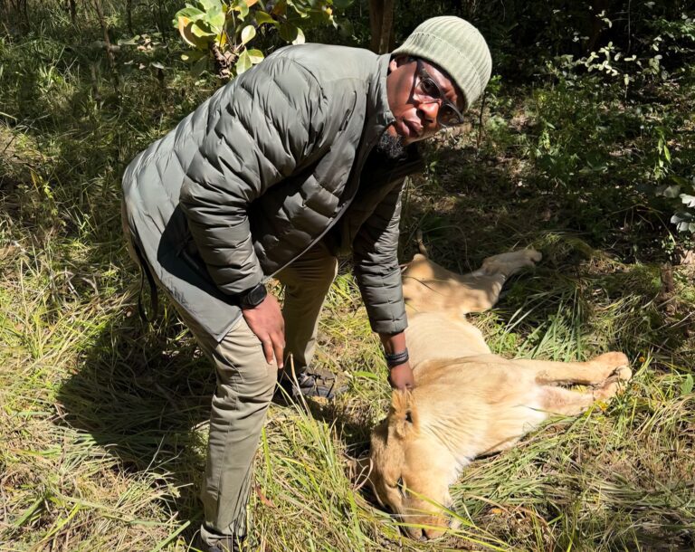 Lubumbashi : Dr Jean-Claude Binemo, le vétérinaire qui a mis fin à la cavale de 4 lions échappés